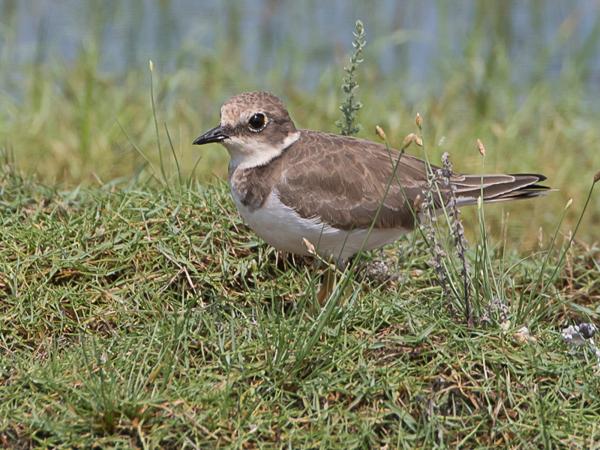 <h3><a href="/trips/srilanka/biota/animalia/chordata/aves/024 charadriiformes/009 charadriidae/charadrius dubius/charadrius dubius-nl.html">Charadrius&nbsp;dubius</a> / Little&nbsp;ringed&nbsp;plover / Kleine&nbsp;plevier</h3>NIKON D500 met AF-S Nikkor 80-400mm f/4.5-5.6G ED VR, 1/640 sec  bij F8.0, ISO 200, afstand 11.8&nbsp;m